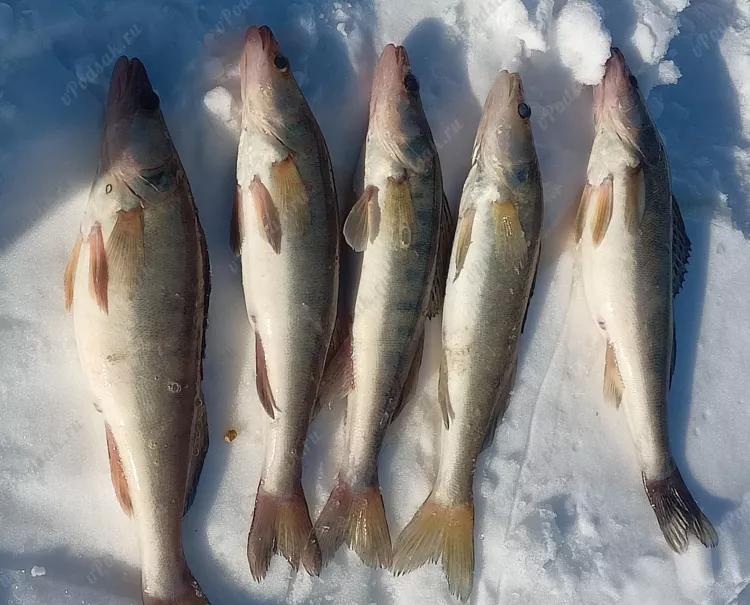 Отчёт о рыбалке Отчёт о рыбалке Пермский край Чайковский Река Кама Рыбалка весной Ловля зимней удочкой