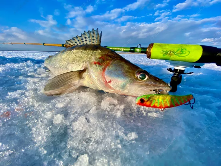 Рыбалка Волгоград - ловля судака в марте со льда