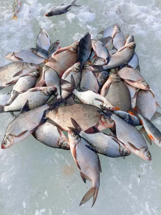 Отчёт о рыбалке Отчёт о рыбалке Вологодская область Митино Озеро / Пруд Сиверское Рыбалка весной Ловля зимней удочкой