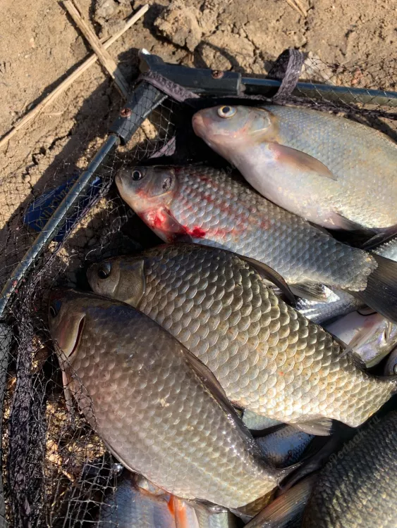 Отчёт о рыбалке Отчёт о рыбалке Смоленская область Десногорск Река Сельчанка Рыбалка весной Ловля на фидер