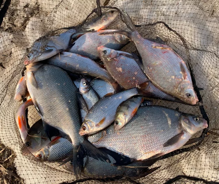 Отчёт о рыбалке Отчёт о рыбалке Брянская область Брянск Река Снежеть Рыбалка весной Ловля на фидер