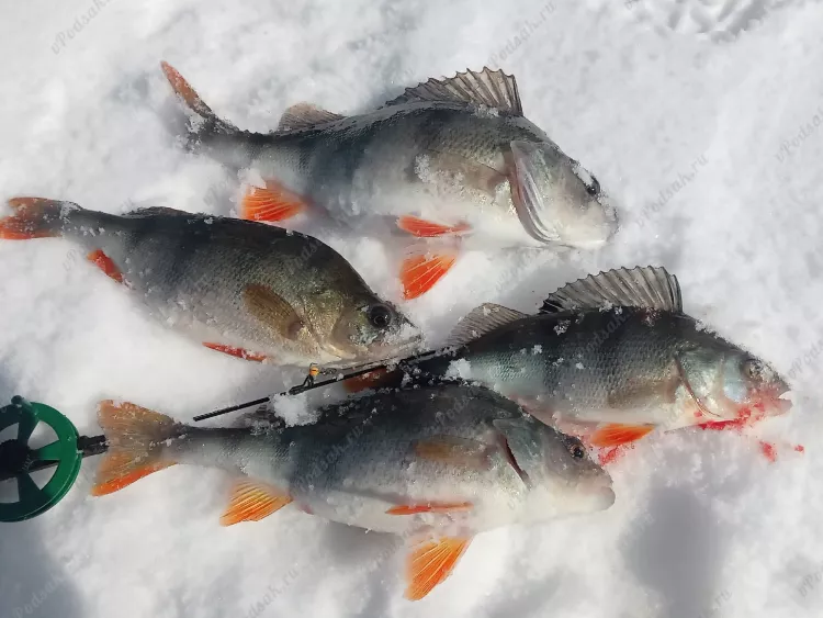 Отчёт о рыбалке Отчёт о рыбалке Тамбовская область Тамбов Река Цна Рыбалка весной Ловля зимней удочкой