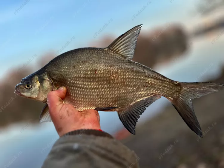 Рыбалка в Минске - первая ночная весной 2024