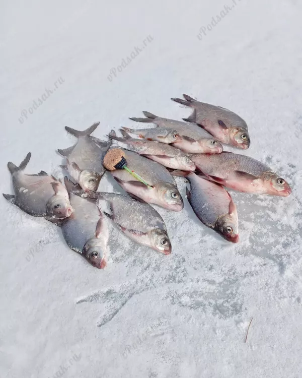 Отчёт о рыбалке Отчёт о рыбалке Красноярский край Красноярск Река Енисей Рыбалка весной Ловля зимней удочкой