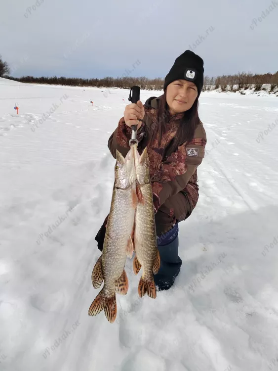 Отчёт о рыбалке Отчёт о рыбалке Свердловская область Ликино Река Лозьва Рыбалка весной Ловля на жерлицы