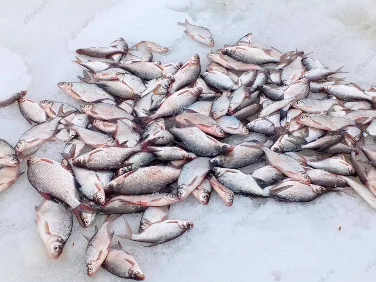 Отчёт о рыбалке Отчёт о рыбалке Пермский край Нытва Река Кама Рыбалка весной Ловля зимней удочкой