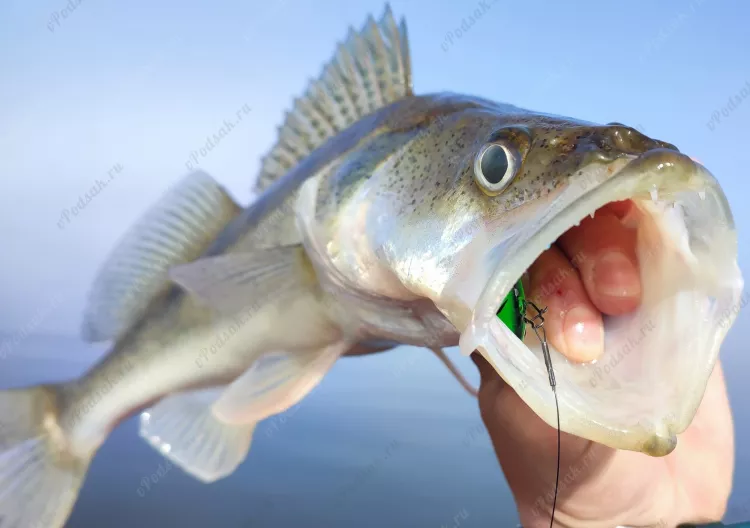 Отчёт о рыбалке Отчёт о рыбалке Самарская область Жигулёвск Река Волга Рыбалка весной Ловля на спиннинг
