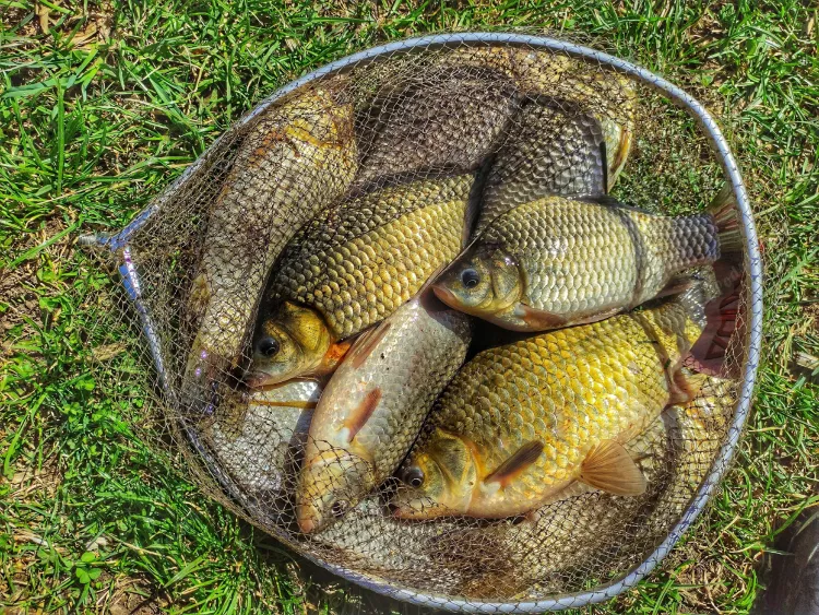 Рыбалка в Рязани - весенний карась