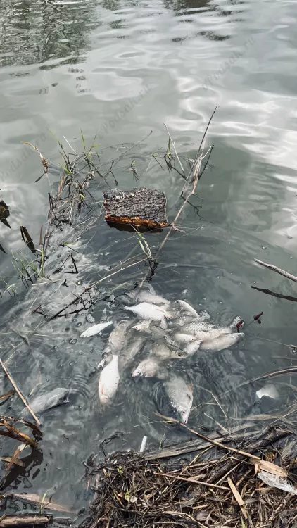 Отчёт о рыбалке Отчёт о рыбалке Тульская область Тула Река Упа Рыбалка весной Ловля на фидер